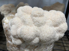 North Spore Organic Lion's Mane Mushroom Grain Spawn Review