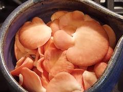 North Spore Organic Pink Oyster Mushroom Grain Spawn Review