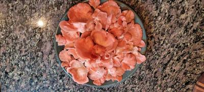 North Spore Organic Pink Oyster Mushroom Grain Spawn Review