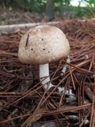 North Spore Organic Almond Agaricus Mushroom Sawdust Spawn Review