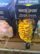 North Spore Organic Golden Oyster ‘Spray & Grow’ Mushroom Growing Kit Review