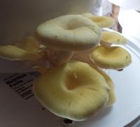 North Spore Organic Golden Oyster ‘Spray & Grow’ Mushroom Growing Kit Review