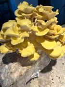 North Spore Organic Golden Oyster Mushroom Grow Kit Fruiting Block Review