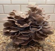 North Spore Organic Italian Oyster Mushroom Grow Kit Fruiting Block Review