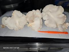 North Spore Organic Italian Oyster Mushroom Grow Kit Fruiting Block Review