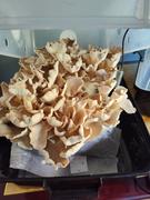 North Spore Organic Italian Oyster Mushroom Grow Kit Fruiting Block Review