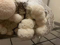 North Spore Organic Lion's Mane Mushroom Grow Kit Fruiting Block Review