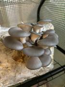 North Spore Organic Blue Oyster Mushroom Grow Kit Fruiting Block Review