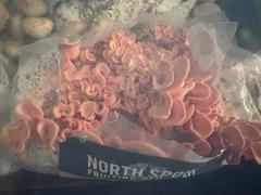 North Spore Organic Pink Oyster Mushroom Grow Kit Fruiting Block Review