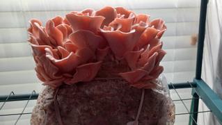 North Spore Organic Pink Oyster Mushroom Grow Kit Fruiting Block Review