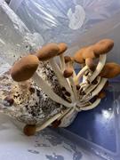 North Spore Pioppino Mushroom Liquid Culture Syringe Review