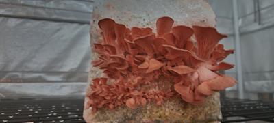 North Spore Organic Pink Oyster Mushroom Liquid Culture Syringe Review