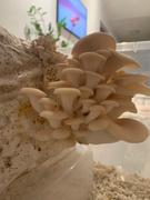 North Spore Elm Oyster Mushroom Liquid Culture Syringe Review