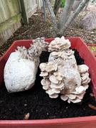 North Spore 'The BlocksBox' Organic Mushroom Grow Kit Subscription Review