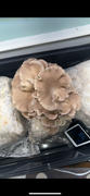 North Spore 'The BlocksBox' Organic Mushroom Grow Kit Subscription Review