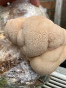 North Spore Turnip Vegan Organic Lion's Mane Mushroom Growing Kit Review