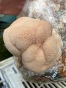 North Spore Turnip Vegan Organic Lion's Mane Mushroom Growing Kit Review