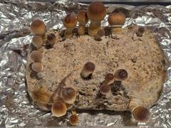 North Spore 4-pack 'ShroomTek' + Spore Boostr All-in-One Mushroom Grow Bag Review