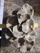 North Spore Mystery 3 pc. Mushroom Fruiting Block Kit Bundle Review