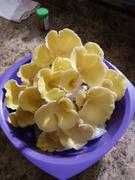 North Spore Mystery 3 pc. Mushroom Fruiting Block Kit Bundle Review
