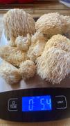North Spore Automated 'Boomr Bin' Mushroom Monotub Kit Review