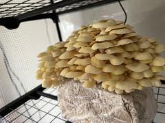 North Spore 'BoomRoom II' Automated Martha Tent Mushroom Grow Kit Review