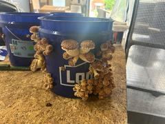 'BoomRoom II' Automated Martha Tent Mushroom Grow System
