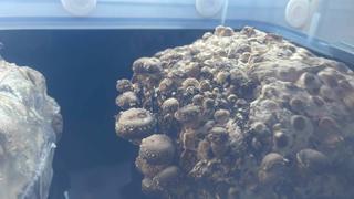 North Spore Automated 'Boomr Bin' + Fruiting Blocks Monotub Kit Review