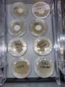 North Spore Pre-Poured Sterile Agar Plates for Mushroom Cultures Review