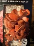 North Spore Organic Pink Oyster ‘Spray & Grow’ Mushroom Growing Kit Review