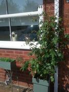 Agriframes Elegance Drainpipe Cover Review