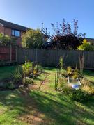 Agriframes Gothic Pergola Review