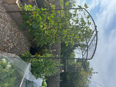 Agriframes Monet Pergola With Lattice Review