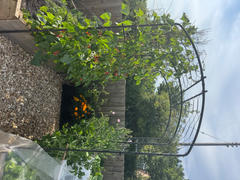 Agriframes Monet Pergola With Lattice Review