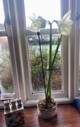 Agriframes Amaryllis Plant Support Review