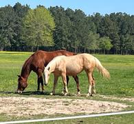 Adored Beast Apothecary Equine Gut Soothe Review