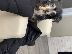 Adored Beast Apothecary Small Dog - Leaky Gut Protocol Review