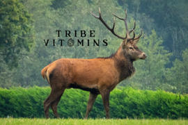 Tribe Vitamins Wild Elk Liver PreSALE RESTOCK ALERT Review