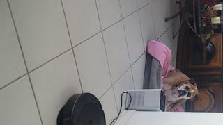 Mile High Pawducts Full Spectrum CBD Oil Review