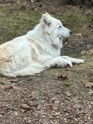 Mile High Pawducts Full Spectrum CBD Oil Review