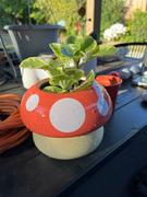 Shopzoki Mushroom Planter Review