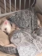Pet Parents® Pet Blanket Review