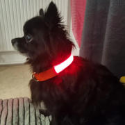 Collar Dog LED kutya nyakörv (USB töltés) Review