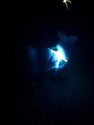 Collar Dog LED kutya hám Review