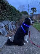 Collar Dog LED kutya hám Review