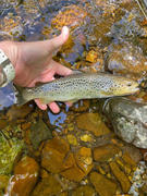 Stillwater Fly Shop Loon Lochsa Floatant Review
