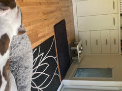 PetDoors.com Hale Pet Doors for Thick Walls With Extra Long Tunnel Review