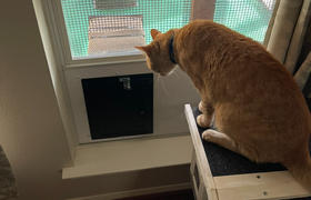 PetDoors.com Hale Pet Doors for Thick Walls With Extra Long Tunnel Review