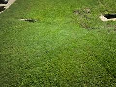 The Andersons Home and Garden Lawnbox® Grass Genie® Review