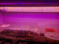 Sunco Lighting SuncoGrow, LED Grow Light, 2ft, 20W Full Spectrum, Linkable Review